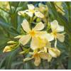 Rose Bay, Yellow Flowers