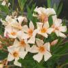 Rose Bay, Yellow Flowers