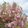 Weigelia, variegated pink