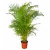 Areca