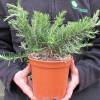 Rosemary prostratus