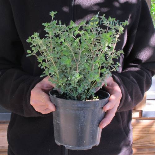 Knotted marjoram buy Knotted marjoram / Origanum majorana