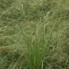 Sedge 'Frosted Curls'