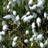 Grass, Common cotton