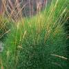 Fescue, Bearskin