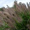 Grass, Chinese fountain