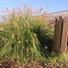 Grass, Chinese fountain