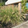 Grass, Chinese fountain