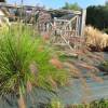 Grass, Chinese fountain