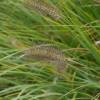 Grass, Chinese fountain