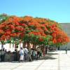 Royal Poinciana