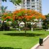 Royal Poinciana