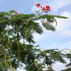 Royal Poinciana