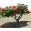 Royal Poinciana