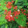 Royal Poinciana