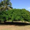 Royal Poinciana