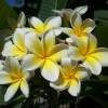 Frangipani, White