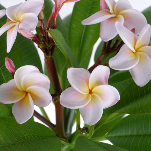 Frangipani, White buy Frangipani, White / Plumeria alba