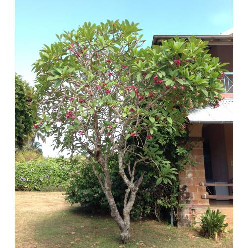 Frangipani, White buy Frangipani, White / Plumeria alba