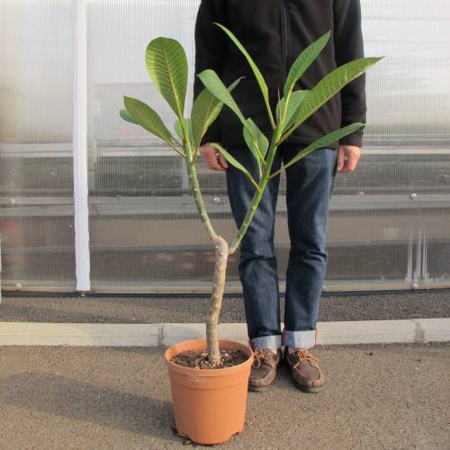 Rare Rainbow Plumeria one Cutting 8 to 12" peach yellow and white stripe Rare Rainbow Plumeria one Cutting 8 to 12" peach yellow and white stripe