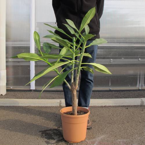 Frangipani, White buy Frangipani, White / Plumeria alba