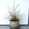 Chinese fountain grass 'Fireworks'