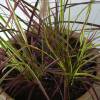 Chinese fountain grass 'Fireworks'