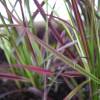 Chinese fountain grass 'Fireworks'