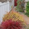 Chinese fountain grass 'Fireworks'