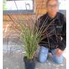 Chinese fountain grass 'Fireworks'