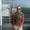 Chinese fountain grass 'Fireworks'