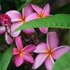 Frangipani, Pink