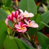 Frangipani, Pink