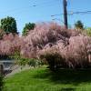 Tamarisk, Spring