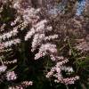 Tamarisk, Spring