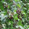 Cherry, wild