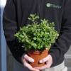 Sage, Pluenn