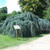 Cedar, Weeping Blue Atlas