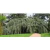 Cedar, Weeping Blue Atlas