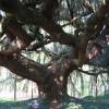 Cedar, Weeping Blue Atlas