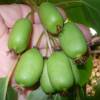 Hardy Kiwi, Issai self fertile