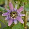 Passion Flower 'Perfume passion'