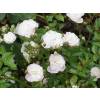 Landscape Rose bush 'White Fairy'