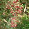 Hawthorn, Common