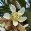 Loquat