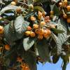 Loquat