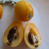 Loquat