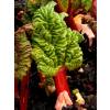 Rhubarb