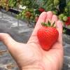 Strawberry plant 'Magnum'