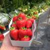 Strawberry plant 'Magnum'